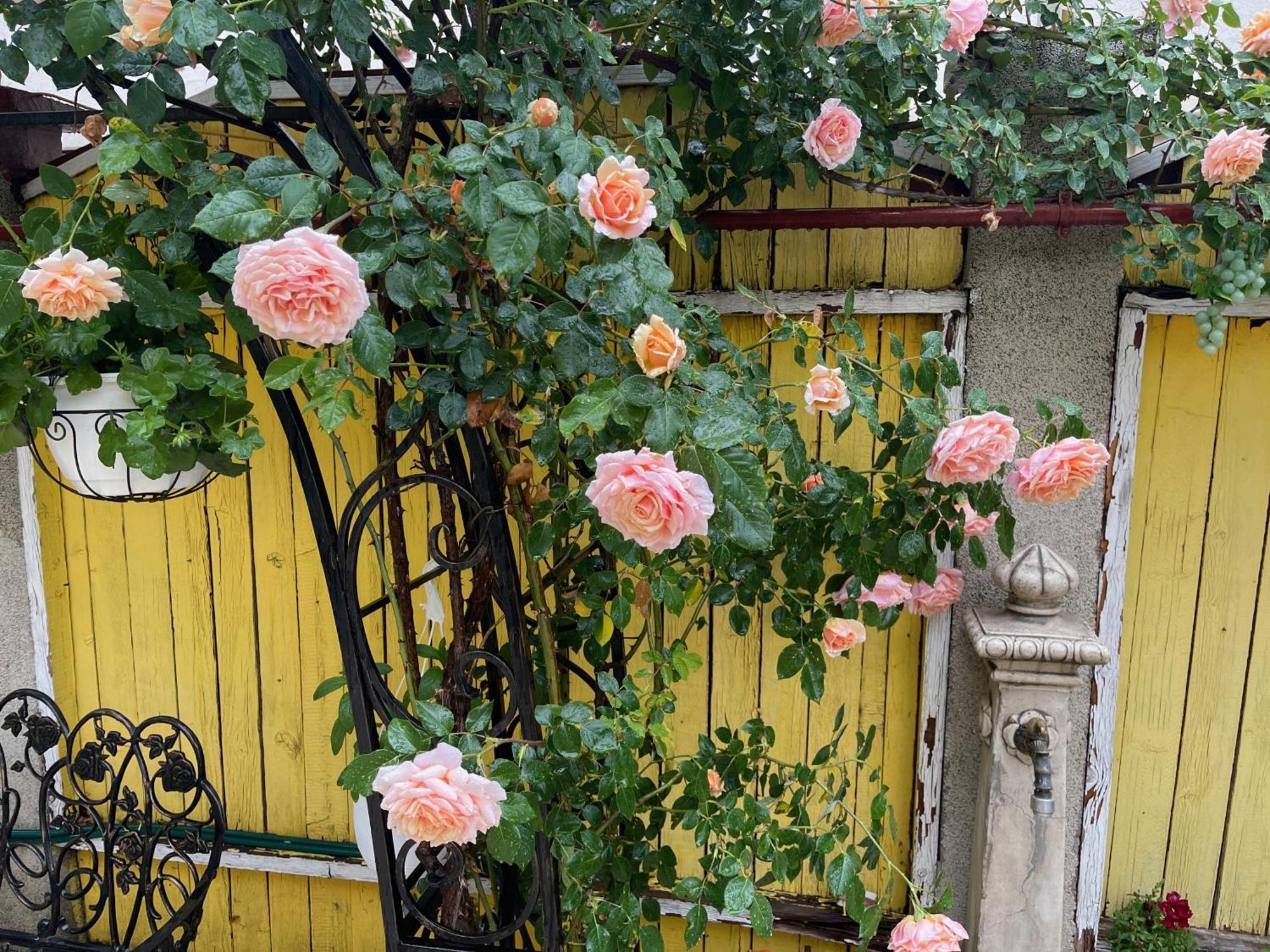 Luxurious Villa With Lush Garden And Huge Terrace Near Herastrau Park Бухарест Экстерьер фото